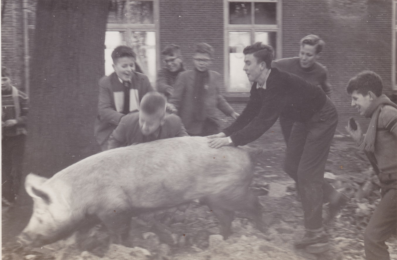 Varken van boer Nel, de buurman, op terrein van Beresteyn op zoek naar eikels. Achter het varken Henk Kalter, Theo Valkering en Wim Peeters. Naast het varken Gerard van Haastrecht. Najaar 1958.